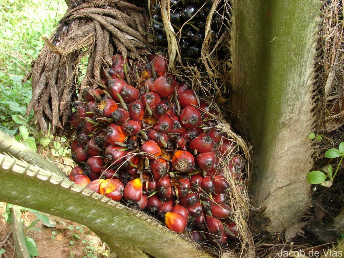 Elaeis guineensis Jacq.